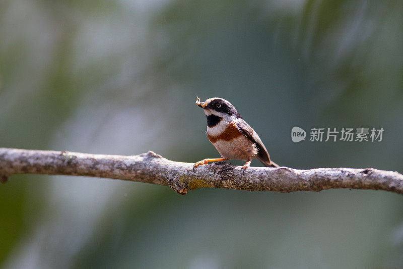 鸟:成年黑喉山雀，又称黑喉山雀(Aegithalos concinnus)。